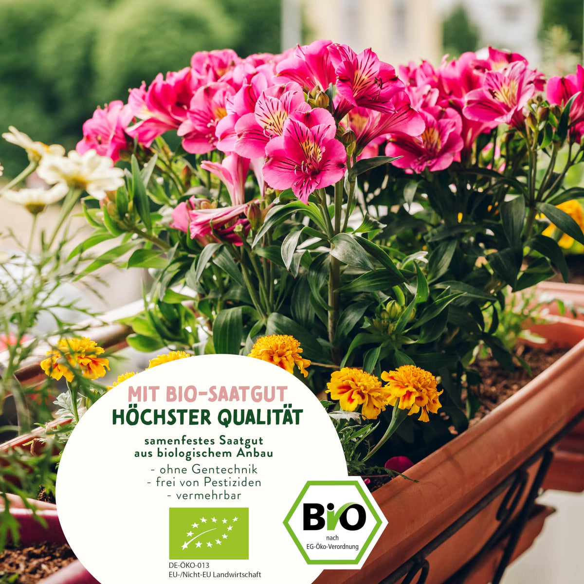 BIO Historische Blumen Samen Set