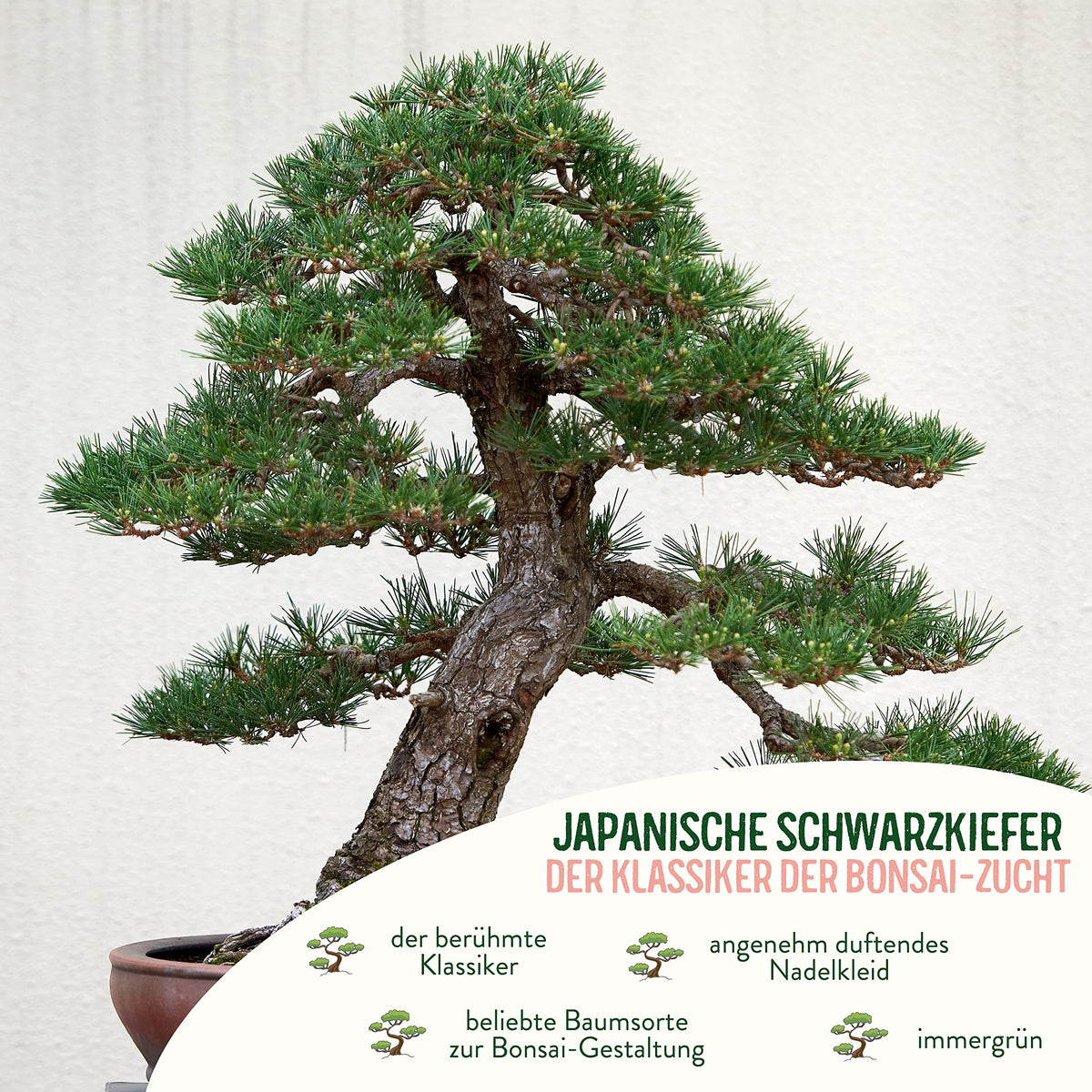 Bonsai Starter Kit Japanische Schwarzkiefer