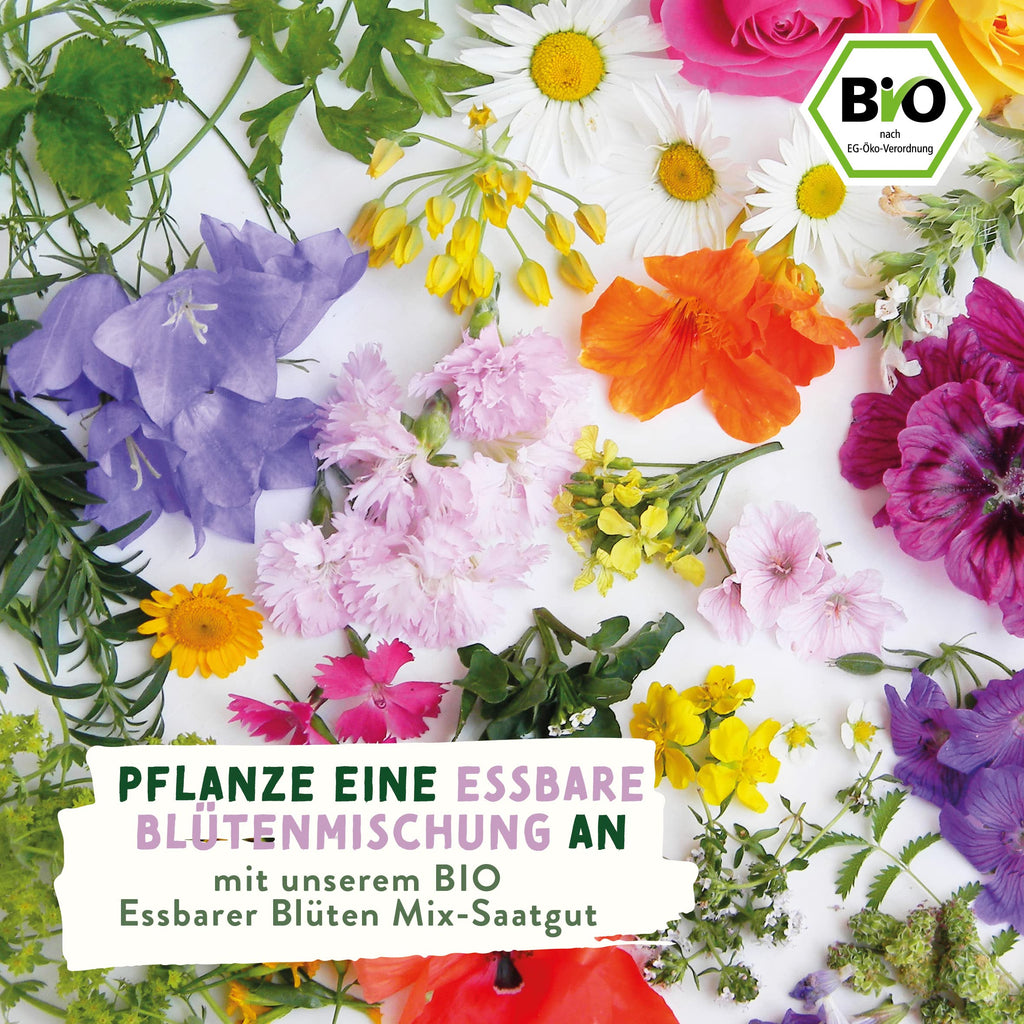 BIO Kräuter Samen – Einzeltütchen
