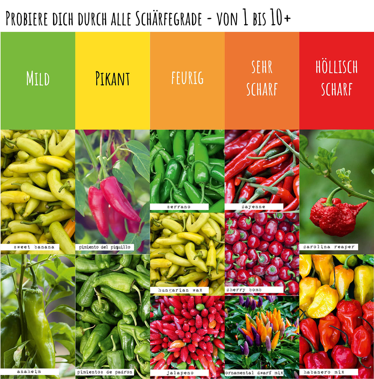 Chili Samen Set