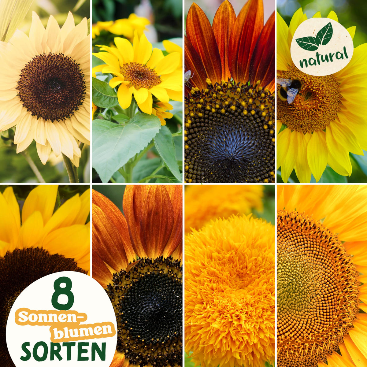 Sonnenblumen Samen Set