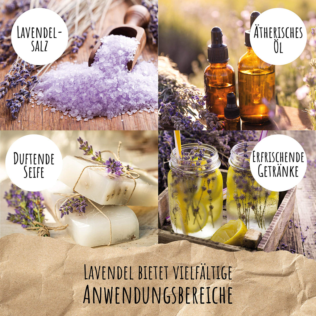 BIO Lavendel Samen