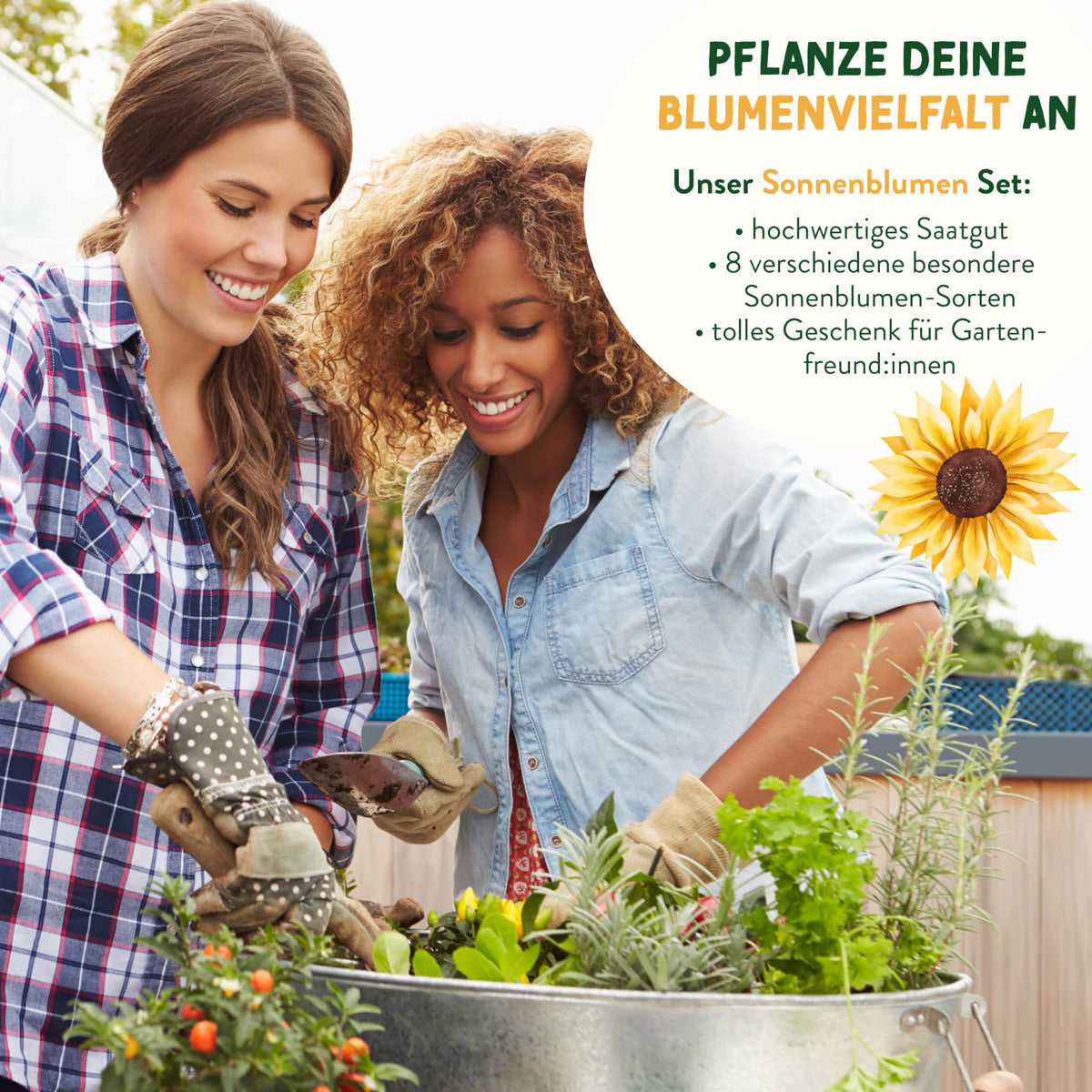 Sonnenblumen Samen Set