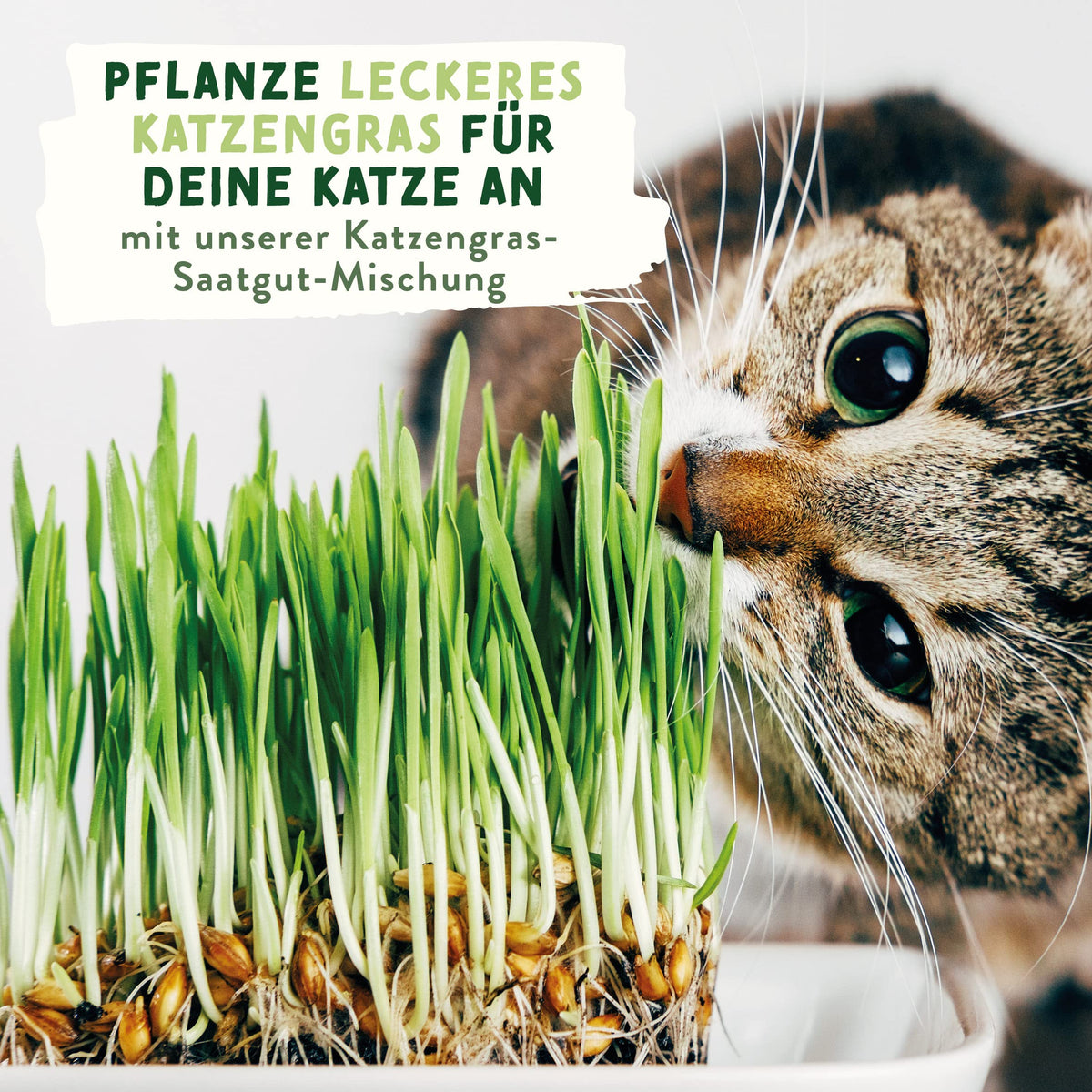 Katzengras Samen