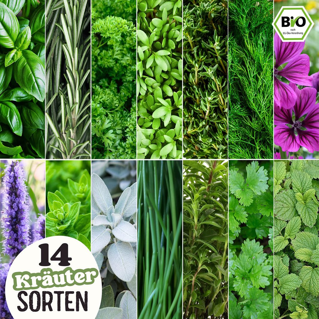 BIO Kräuter Samen Set