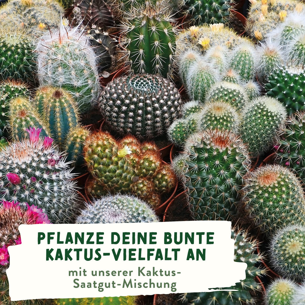 Kaktus Samen