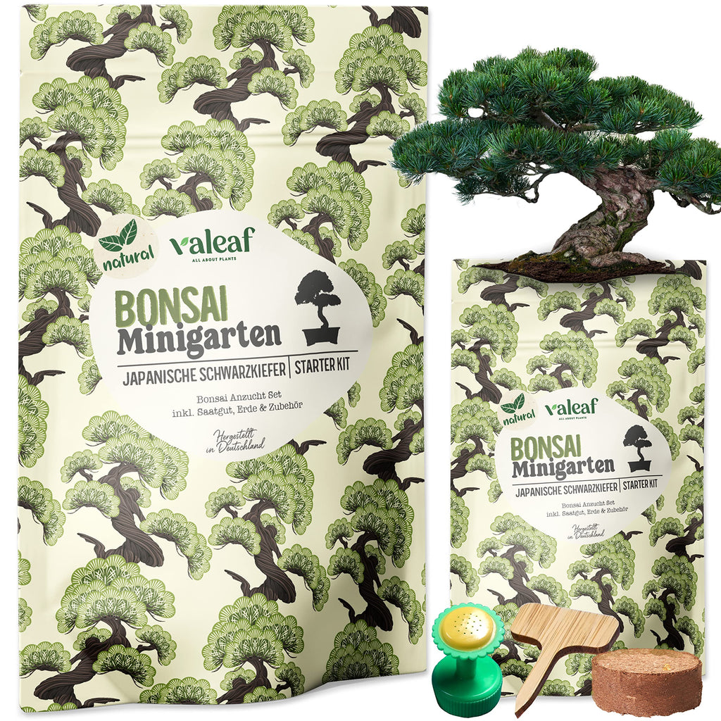 Bonsai Starter Kit Japanische Schwarzkiefer