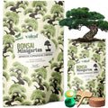 Bonsai Starter Kit Japanische Schwarzkiefer