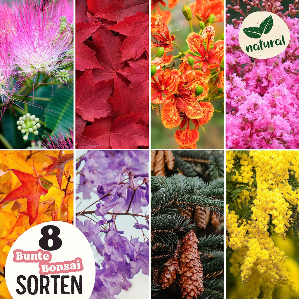 Bunte Bonsai Samen Set