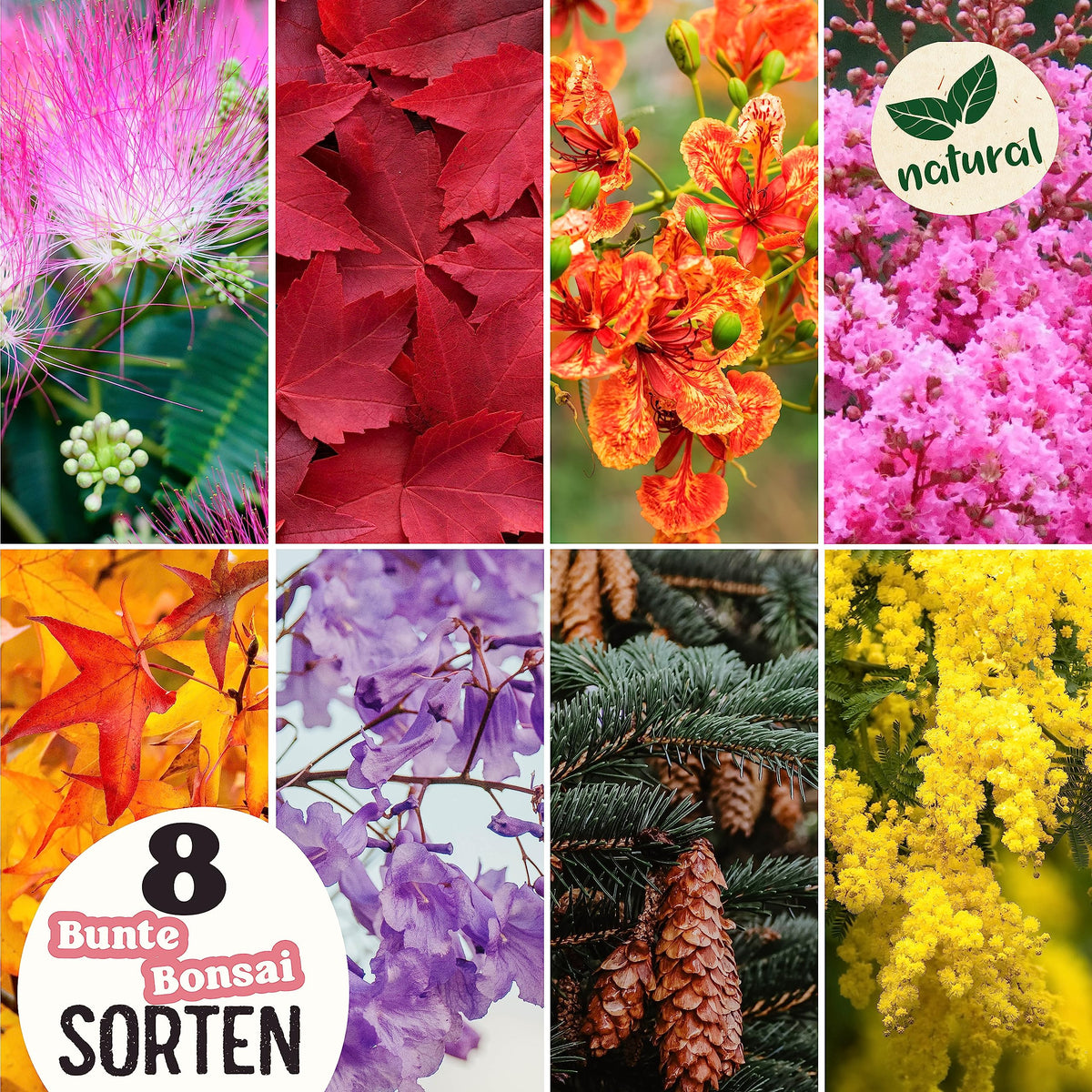 Bunte Bonsai Samen Set