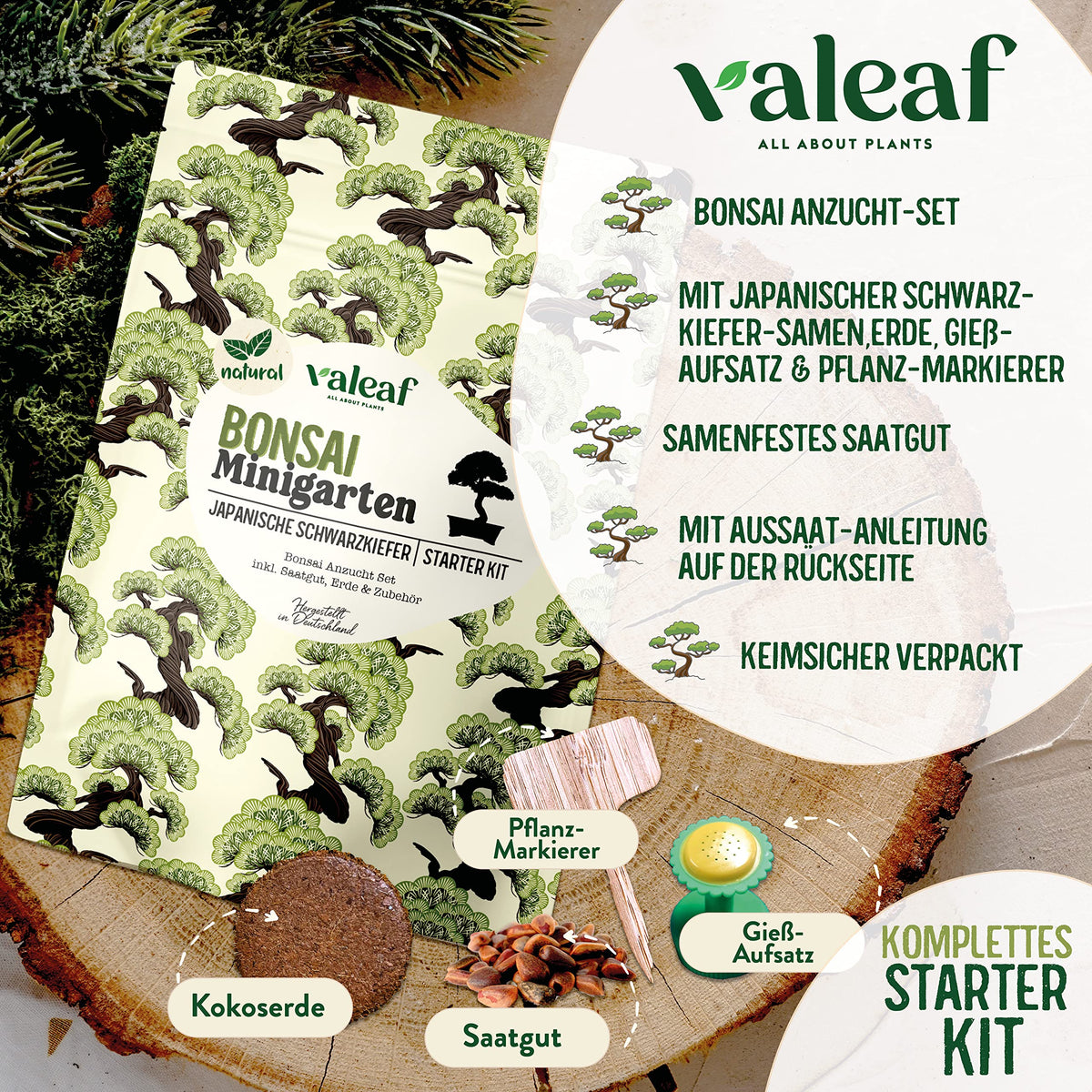 Bonsai Starter Kit Japanische Schwarzkiefer