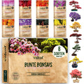 Bunte Bonsai Samen Set