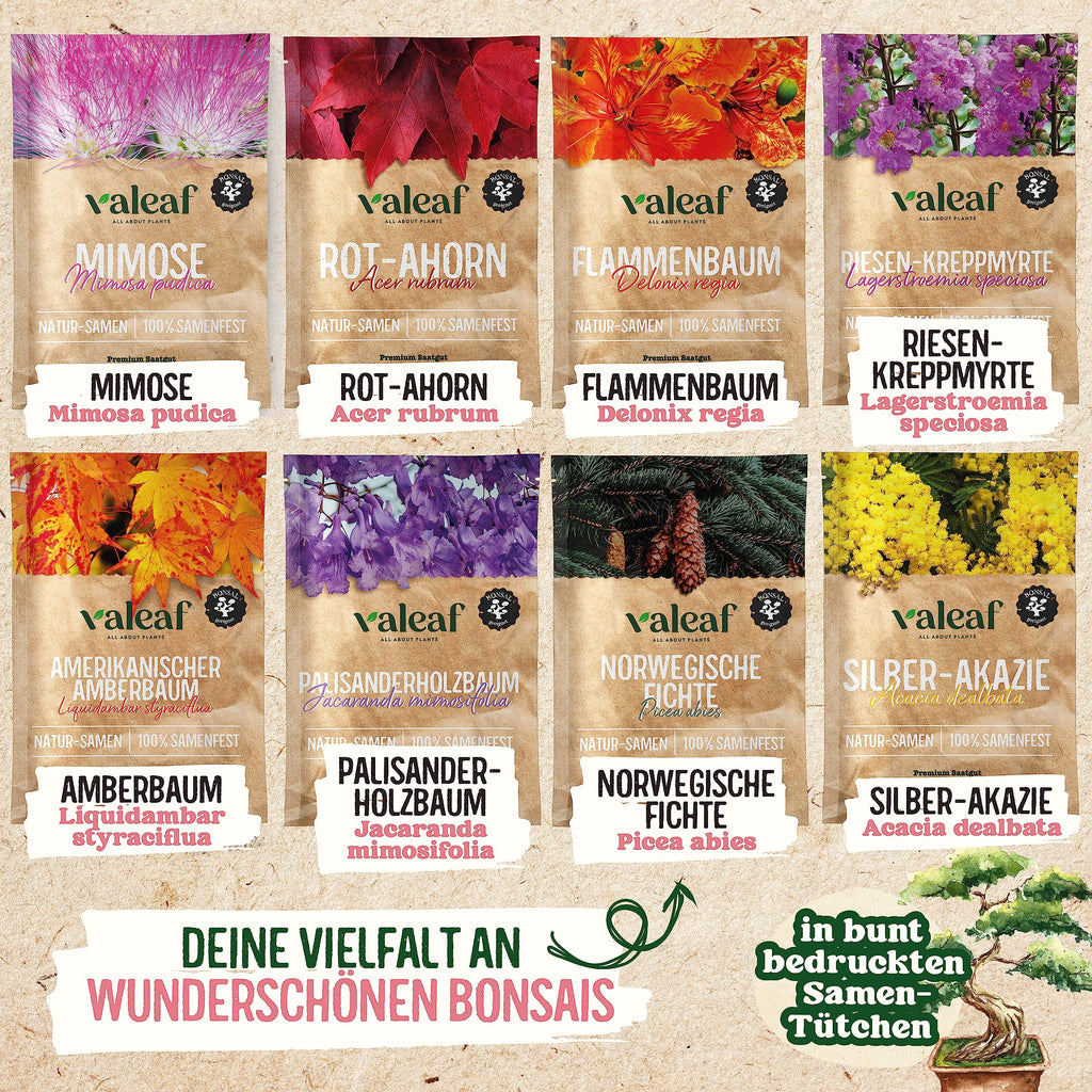 Bunte Bonsai Samen Set