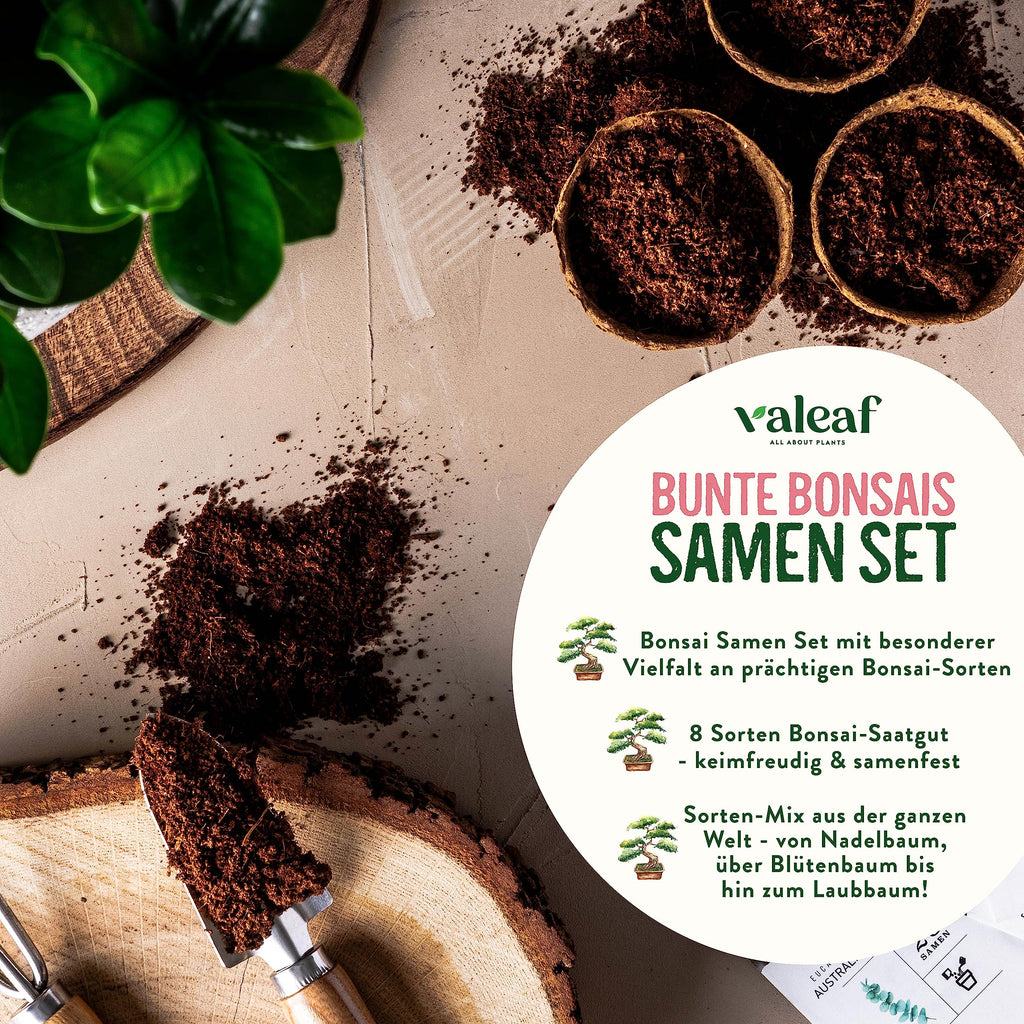 Bunte Bonsai Samen Set